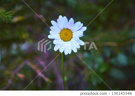 Single White Daisy Flower Soft Green Background Nature Close Up 136143346