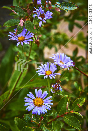 Purple Wildflowers with Dew and Green Foliage in Lush Natural Setting Purple Wildflowers with Dew and Green Foliage in Lush Natural Setting 136143348