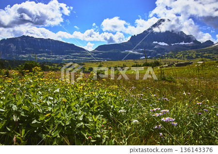Wildflowers Meadow and Mountain Landscape Under Blue Sky in Summer 136143376