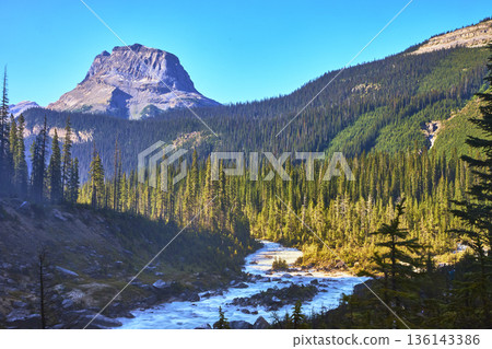 Mountain River Flowing Through Dense Forest in Vibrant Canadian Wilderness 136143386