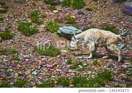 Mountain Goat on Rocky Alpine Terrain with Wildflowers and Colorful Stones Mountain Goat on Rocky Alpine Terrain with Wildflowers and Colorful Stones 136143473