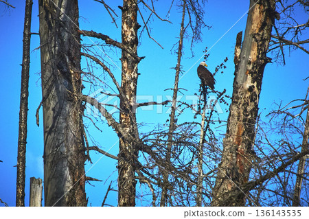 Bald Eagle Perched on Bare Tree Branches Against Bright Blue Sky in Wilderness 136143535