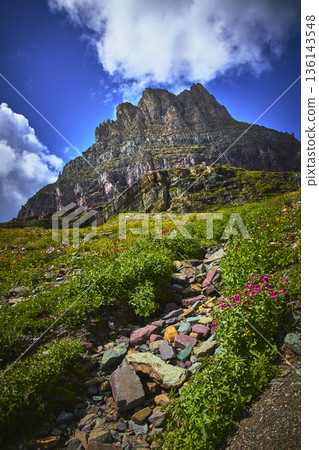 Majestic Mountain Wildflowers and Rocky Trail Under Blue Sky in Lush Alpine Setting 136143548