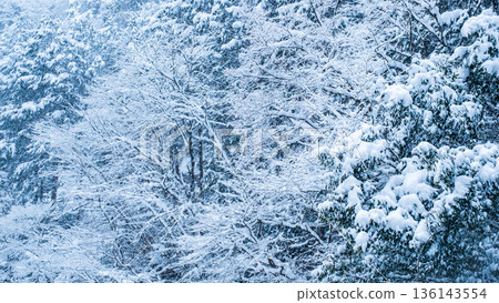 The winter The winter 136143554