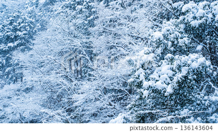 冬天 136143604