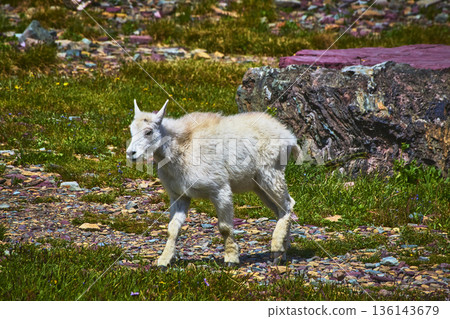 Baby Mountain Goat on Rocky Trail in Alpine Meadow with Boulder in Summer Light Baby Mountain Goat on Rocky Trail in Alpine Meadow with Boulder in Summer Light 136143679
