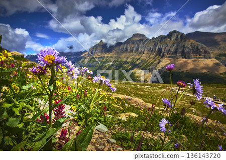 Wildflowers and Mountain Landscape Under Dramatic Sky in Alpine Meadow Wildflowers and Mountain Landscape Under Dramatic Sky in Alpine Meadow 136143720