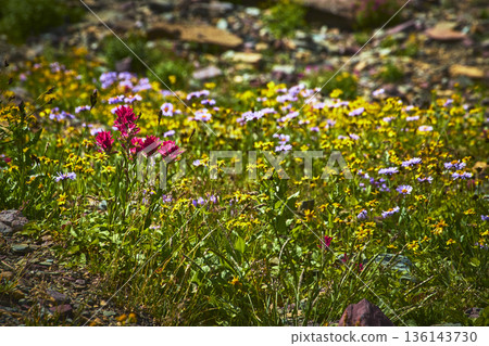 Wildflowers in Bloom with Indian Paintbrush and Summer Meadow on Hidden Lake Trail Wildflowers in Bloom with Indian Paintbrush and Summer Meadow on Hidden Lake Trail 136143730