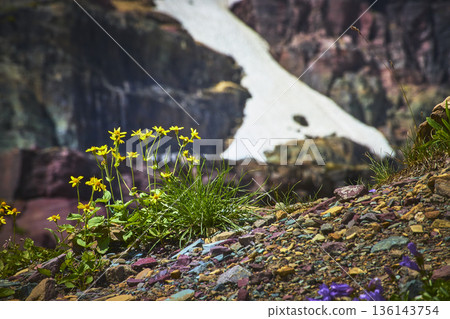 Wildflowers Rocky Slope and Glacier Backdrop in Rugged Mountain Landscape 136143754