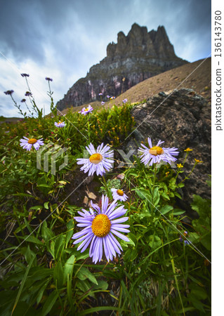 Wildflowers and Rugged Mountain Peak Hidden Lake Trail Montana 136143780