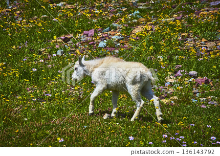 Baby Mountain Goat in Wildflower Meadow on Hidden Lake Trail Montana 136143792