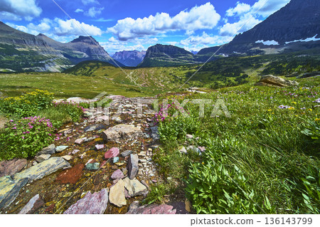 Wildflower Meadow Rocky Trail and Mountain Peaks Hidden Lake Trail Montana Wildflower Meadow Rocky Trail and Mountain Peaks Hidden Lake Trail Montana 136143799