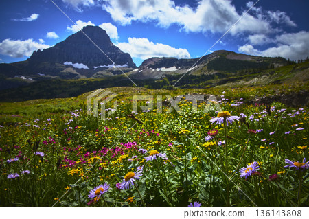 Wildflowers Bloom in Alpine Meadow Below Majestic Mountain Peak and Blue Sky Wildflowers Bloom in Alpine Meadow Below Majestic Mountain Peak and Blue Sky 136143808