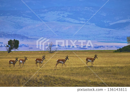 Pronghorn Herd on Wyoming Grassland with Mountain Landscape and Open Plains Pronghorn Herd on Wyoming Grassland with Mountain Landscape and Open Plains 136143811