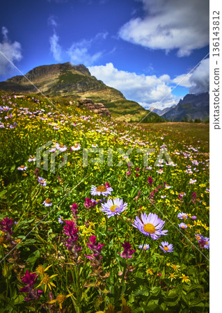 Wildflower Meadow and Mountain Landscape under Dramatic Sky in Summer Wildflower Meadow and Mountain Landscape under Dramatic Sky in Summer 136143812