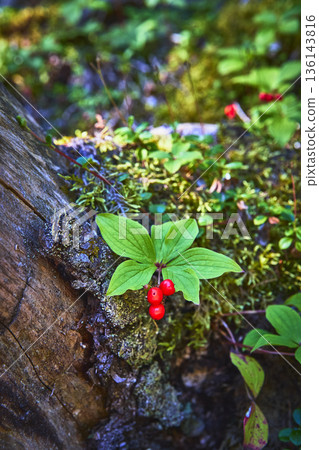 Forest Berry Plant on Mossy Log with Lush Green Leaves Close Up Forest Berry Plant on Mossy Log with Lush Green Leaves Close Up 136143816