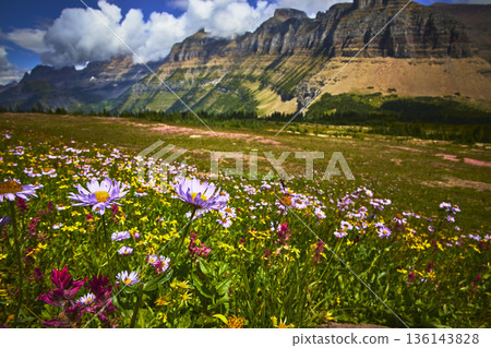 Wildflowers Meadow and Majestic Mountain Landscape in Summer at Glacier National Park Wildflowers Meadow and Majestic Mountain Landscape in Summer at Glacier National Park 136143828