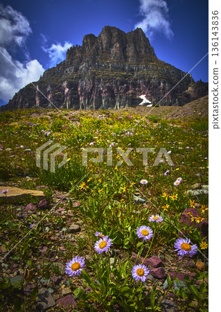 Wildflowers and Alpine Mountain Landscape Hidden Lake Trail Glacier National Park Wildflowers and Alpine Mountain Landscape Hidden Lake Trail Glacier National Park 136143836