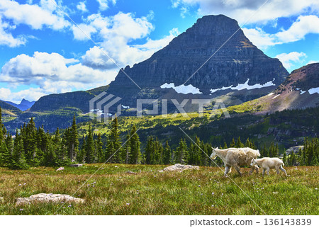 Mountain Goats Meadow Wildflowers and Rugged Peak in Summer at Glacier National Park Mountain Goats Meadow Wildflowers and Rugged Peak in Summer at Glacier National Park 136143839