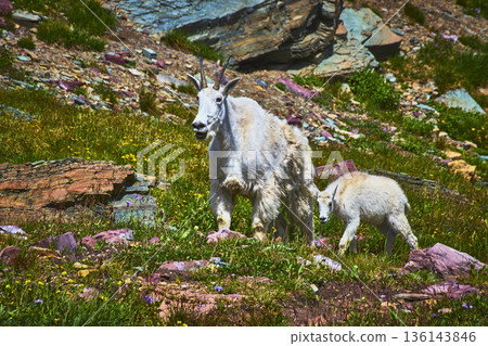 Mountain Goat With Baby In Rocky Meadow Wildflowers And Colorful Rocks Mountain Goat With Baby In Rocky Meadow Wildflowers And Colorful Rocks 136143846