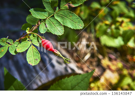 Wild Berry on Green Leaf in Sunlight Close Up Nature Macro 136143847