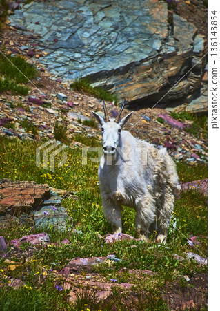 Mountain Goat in Rocky Wildflower Meadow Summer Wildlife Nature 136143854