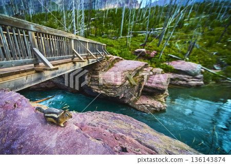 Squirrel on Rocky Ledge Beside Wooden Bridge and Turquoise River in Forest Squirrel on Rocky Ledge Beside Wooden Bridge and Turquoise River in Forest 136143874