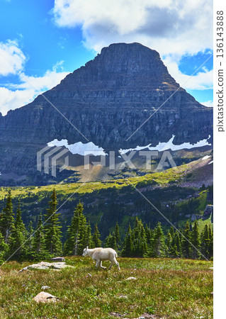 Mountain Goat with Alpine Meadow and Rocky Peak in Summer Light Mountain Goat with Alpine Meadow and Rocky Peak in Summer Light 136143888