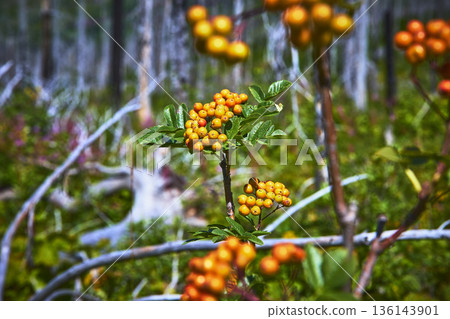 American Mountain Ash Berries Close Up with Vibrant Orange Fruit and Forest Background American Mountain Ash Berries Close Up with Vibrant Orange Fruit and Forest Background 136143901