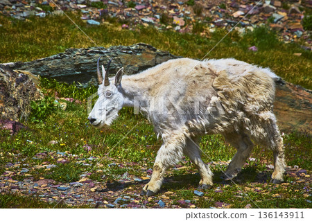 Mountain Goat in Summer Shedding Fur on Rocky Meadow in Montana Wilderness 136143911