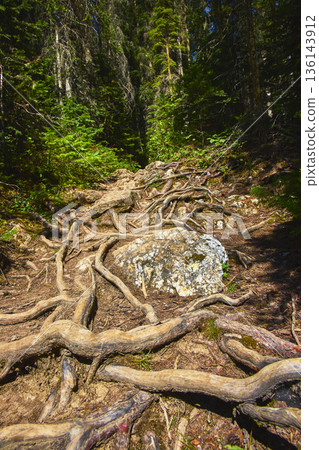 Tree Roots and Rocky Trail in Dense Forest Sunlight Tree Roots and Rocky Trail in Dense Forest Sunlight 136143912
