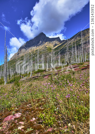 Mountain Peak Dead Forest and Wildflowers Under Blue Sky in Montana 136143952