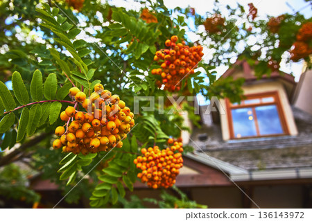 Orange American Mountain Ash Berries and Green Foliage Near Window in Town of Banff 136143972