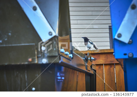 Urban Magpie Perched on Fence Between Dumpsters Town of Banff Canada Bird Wildlife 136143977
