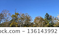 Autumn blue sky and red leaves 136143992