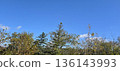 Autumn leaves shining in the blue sky 136143993