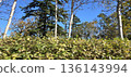 The clear sky and young leaves are beautiful 136143994