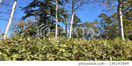 The clear sky and young leaves are beautiful 136143994
