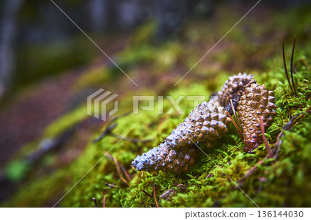Pinecone and Moss Close Up in Lush Green Forest Floor Nature Macro 136144030