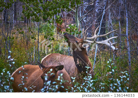 Rocky Mountain Elk Feeding in Lush Forest Undergrowth with Antlers and Aspen Trees Rocky Mountain Elk Feeding in Lush Forest Undergrowth with Antlers and Aspen Trees 136144033