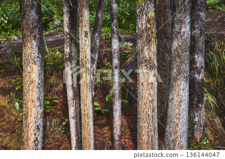 Tree Trunks Forest Undergrowth and Earthy Ground Texture Close Up 136144047