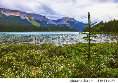 Young Evergreen Tree and Calm Lake with Mountain Backdrop in Lush Forest Landscape Young Evergreen Tree and Calm Lake with Mountain Backdrop in Lush Forest Landscape 136144072