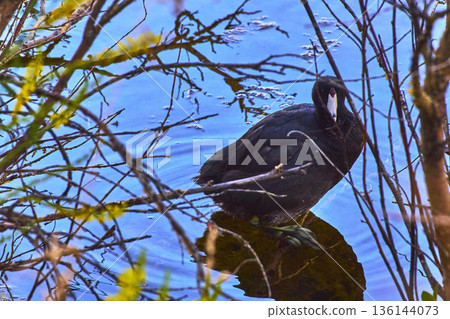 American Coot Among Branches Reflected in Water at Vermillion Lakes Canada 136144073