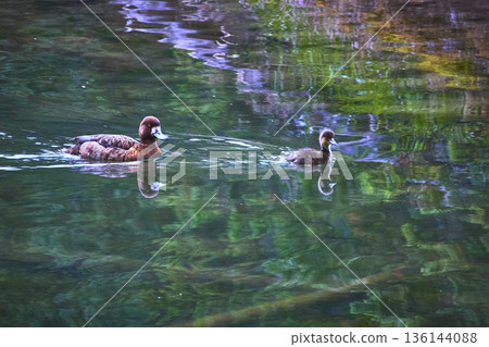 Duck and Baby Swimming on Clear Lake Water with Reflections and Lush Green Surroundings Duck and Baby Swimming on Clear Lake Water with Reflections and Lush Green Surroundings 136144088