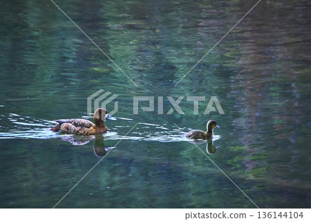 Duck and Baby Swimming on Vibrant Lake Water with Reflections and Calm Mood Duck and Baby Swimming on Vibrant Lake Water with Reflections and Calm Mood 136144104