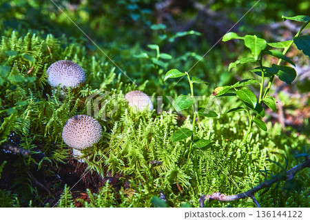 Mushrooms and Moss on Lush Forest Floor with Fresh Green Plants Mushrooms and Moss on Lush Forest Floor with Fresh Green Plants 136144122