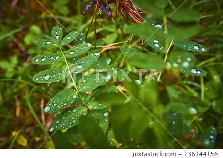 Fresh Green Leaves With Water Droplets Nature Close Up 136144156