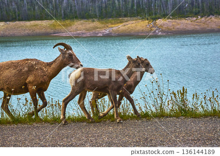 Rocky Mountain Bighorn Sheep Family Beside Turquoise Lake Water in Wilderness 136144189