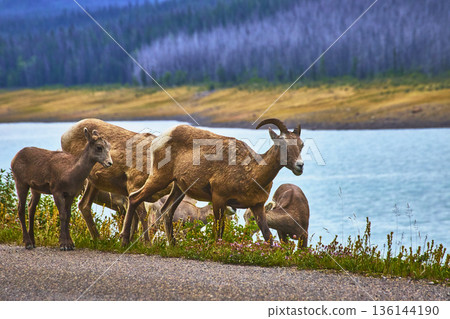 Rocky Mountain Bighorn Sheep Grazing Near Water at Medicine Lake Canada Rocky Mountain Bighorn Sheep Grazing Near Water at Medicine Lake Canada 136144190