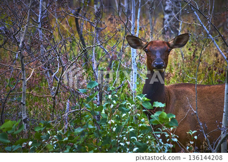 Rocky Mountain Elk in Dense Jasper Forest Among Autumn Foliage and Aspen Trees 136144208